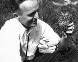 Hickey with a Screech Owl. Circa 1929. Around this time, Hickey caught and banded another small owl, a Saw-whet, after showing it to a high school girl birding nearby. That owl was recovered 7 years later, and 13 years later, Hickey married the high school girl, Peggy Brooks. (Photo courtesy of Susi Hickey Nehls.)