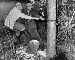 Robert Ellarson (R) and Joseph Hickey (L-WCHF Inductee) pulling a tree off a beaver that had chewed it down. (Photo courtesy of Susi Nehls.)