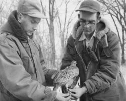 C. D. Besadny and John Gates of the Wisconsin Conservation Department tagging pheasants for the purpose of sighting them to gather information on their range. 1959. (Photo by Wilbur Stites. Courtesy of Wisconsin DNR and UW Madison Digital Archives.)