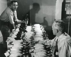 Bob Ellarson (L, WCHF Inductee) and Joe Hickey (R) with some of the doctoral thesis Old Squaw ducks. The ducks were caught in Lake Michigan fisherman's deep water nets and later became part of the information on DDT buildup in the lake. (Photo courtesy of Ellarson Family.)