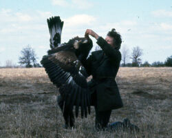 Frances with Eagle. Circa 1960s/1970s. (Photo courtesy of Harv Radke.)