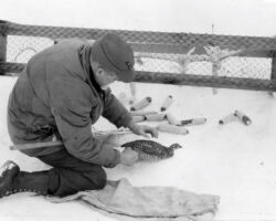 Frederick removing a Prairie Chicken from a funnel trap. During the winter, the Hamerstroms banded as many Prairie Chickens as possible. (Photo courtesy of Elva Hamerstrom Paulson.)