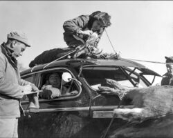 Ruth Hine in the field. During Wisconsin’s deer season a great many Wisconsin Conservation Department employees were busy ageing deer that came through the check stations. To age a deer, they had to pry the jaw open to look at the teeth. Circa 1950s. (Photo by Hugh Wilmar.)