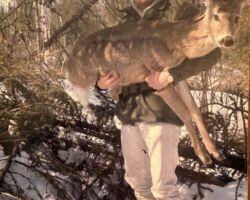Keith with a starving fawn in the Cranberry Deer Yard (Bayfield County) on April 1, 1965. Winter 1964-65 was the first severe winter in a series culminating in back-to-back severe winters '70-71 and '71-72. DNR photo by coworker Tom Zapatka (grouse research biologist).