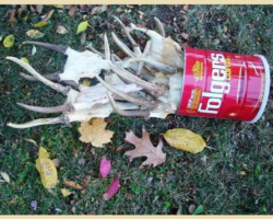 This photo of Keith's trophy-can became famous as he included it in all of his talks involving so-called "quality deer management". Early QDM tended to devolve into "big buck management". It was used to illustrate his personal distaste for the fixation on monster bucks. He admits to having some branch antlers in a pile on a shelf in his garage -- none really big. (Photo by Keith)