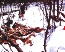 1970 Keith at a pile of starved fawns mostly gathered in the Cranberry Yard by DNR Wardens for public education effect. Winter 1964-65 was the first severe winter in a series culminating in back-to-back severe winters '70-71 and '71-72. DNR photo by Keith’s co-worker, Tom Zapatka. (Grouse Research Biologist)